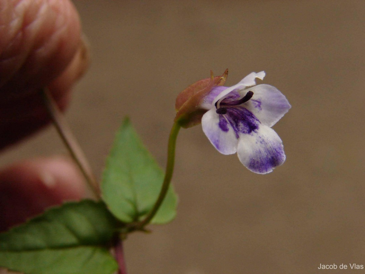 Torenia courtallensis Gamble